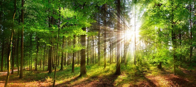 forest,trees,sunlight,peace