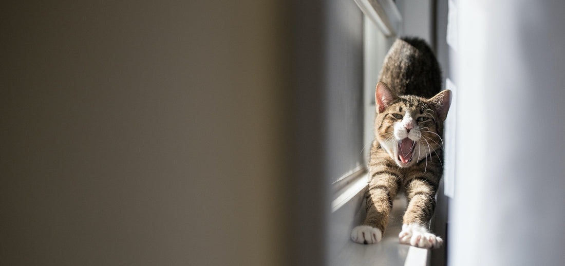 cat scratching curtains, frustrated owner