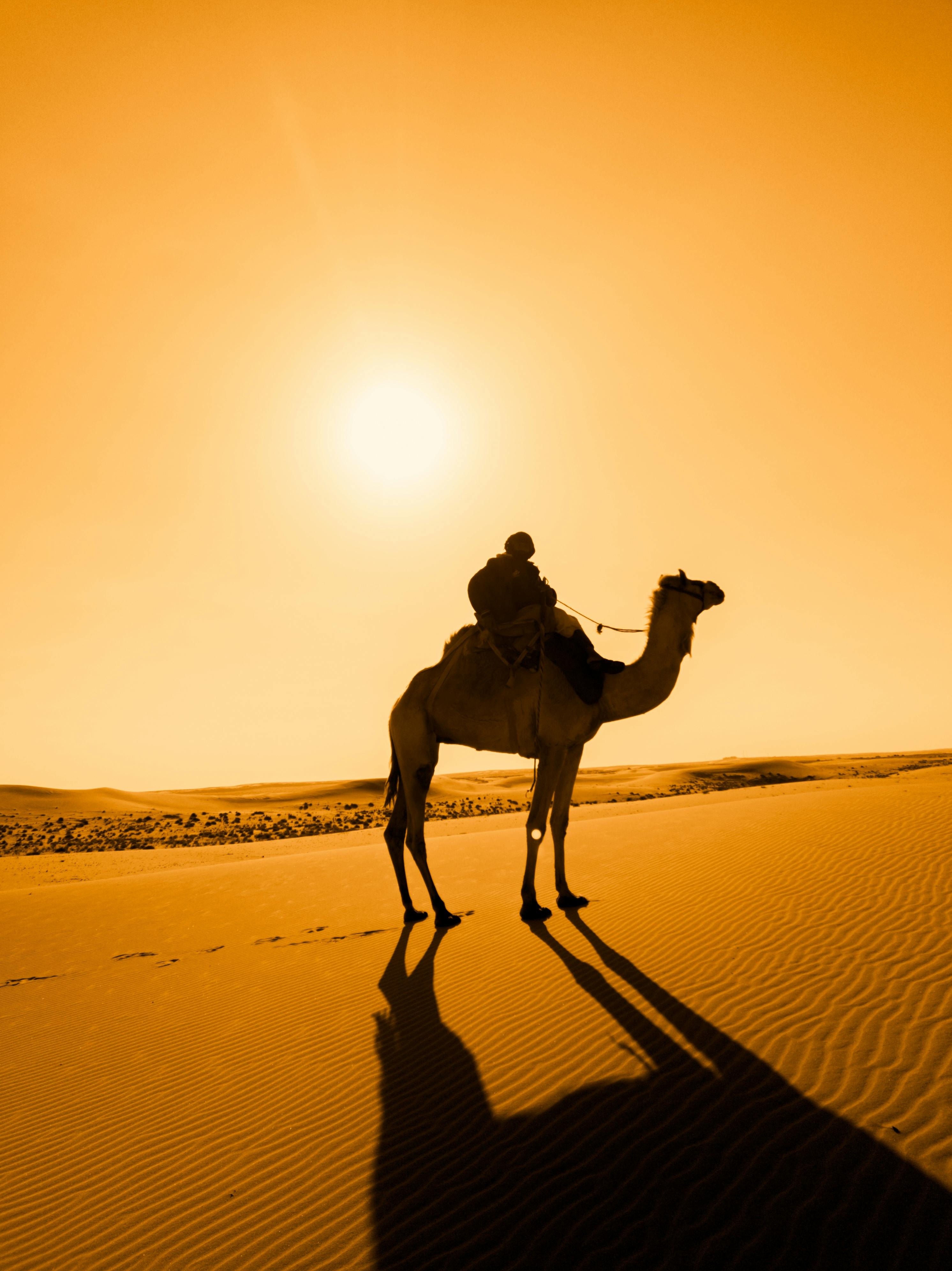 camel,desert,sahara,sunset
