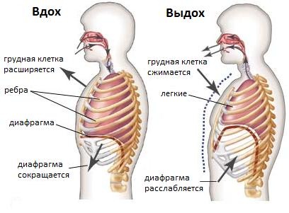 упражнения,голосовые,пение,диафрагма