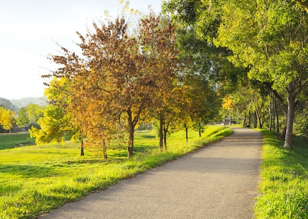 прогулка,парк,деревья,солнце