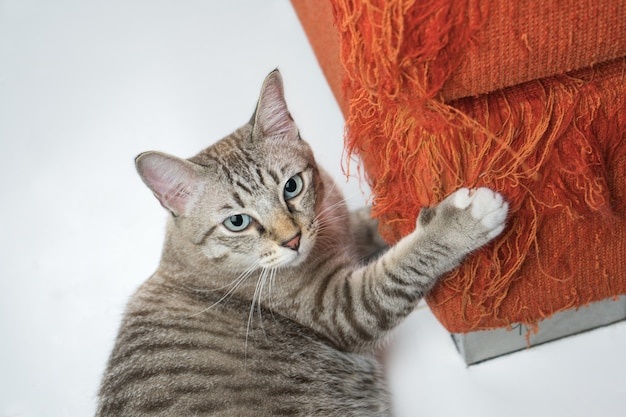 кошка,царапает,диван