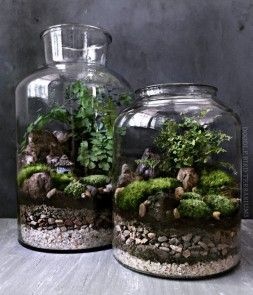 мох,зеленый,растения,камень,террариум,банка