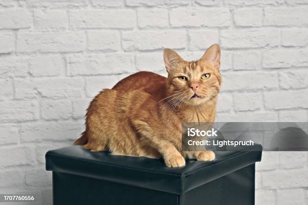 кот,сидит,наблюдает,человек