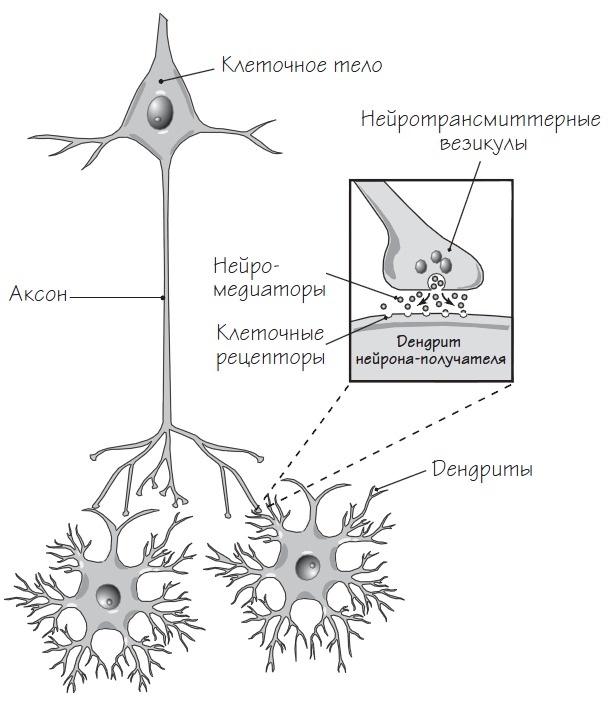 мозг,нейроны,синапсы,сложная структура