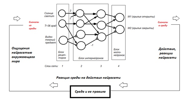 нейронная сеть, схема, узлы, связи