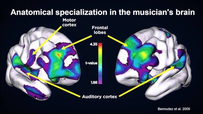 brain,musician,different areas,comparison