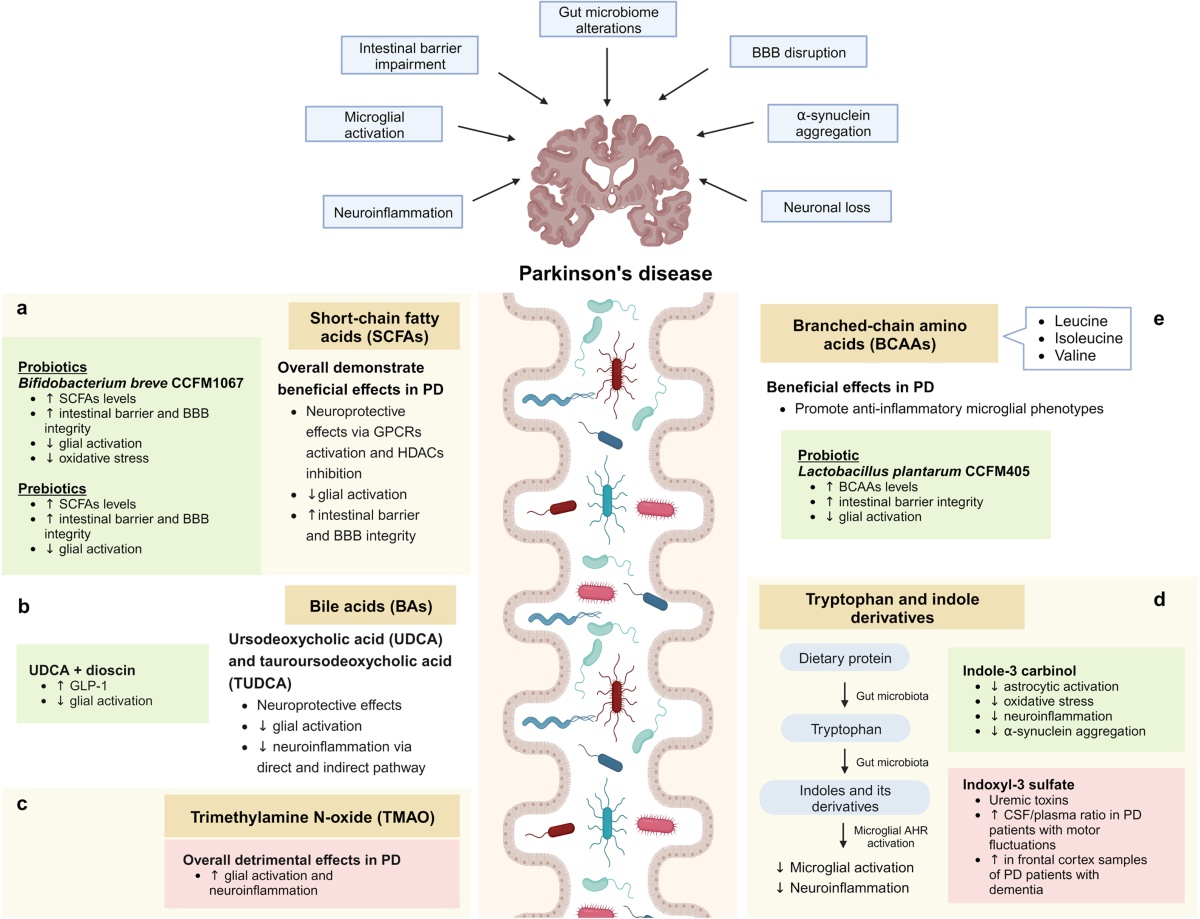 brain,neurons,microbiota,connection