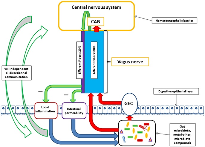 gut-brain axis,vagus nerve,microbiota,brain