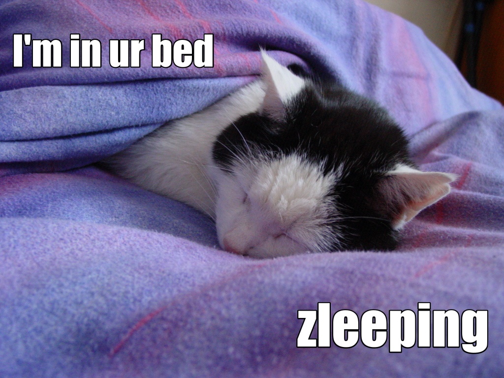 LOLcat, cat, funny, internet meme