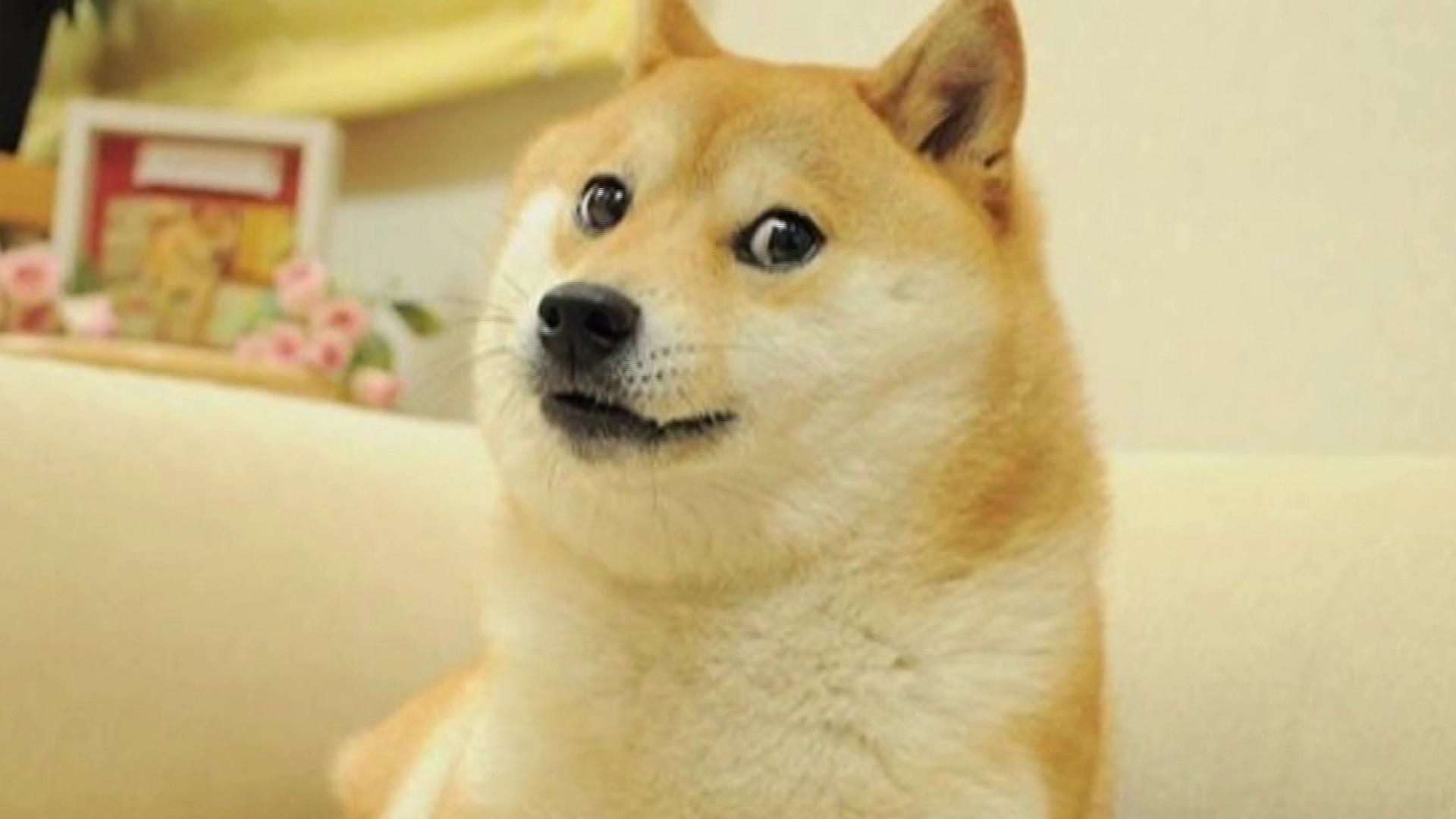 Doge, shiba inu, funny, internet meme