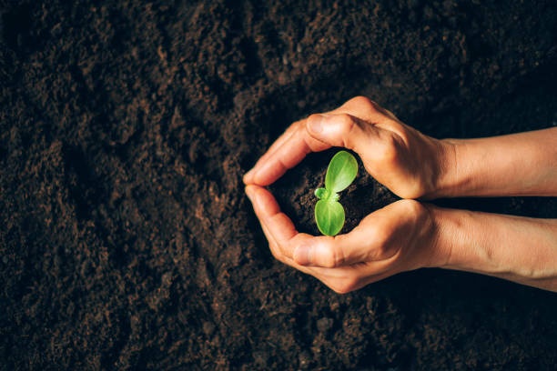 hands,holding,earth,plant