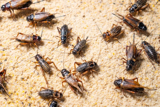 insects,farm,breeding,bugs
