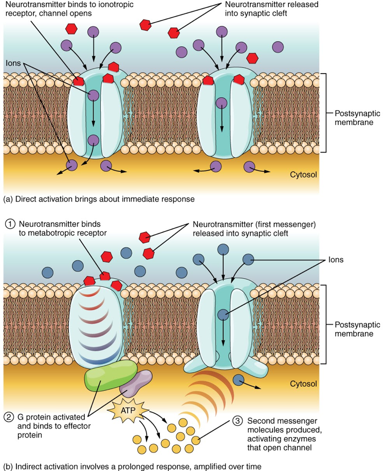 synapse, neurotransmitters, receptors, membrane