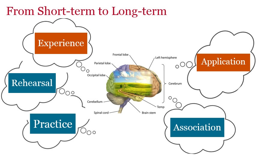 brain, short term memory, long term memory, transfer process