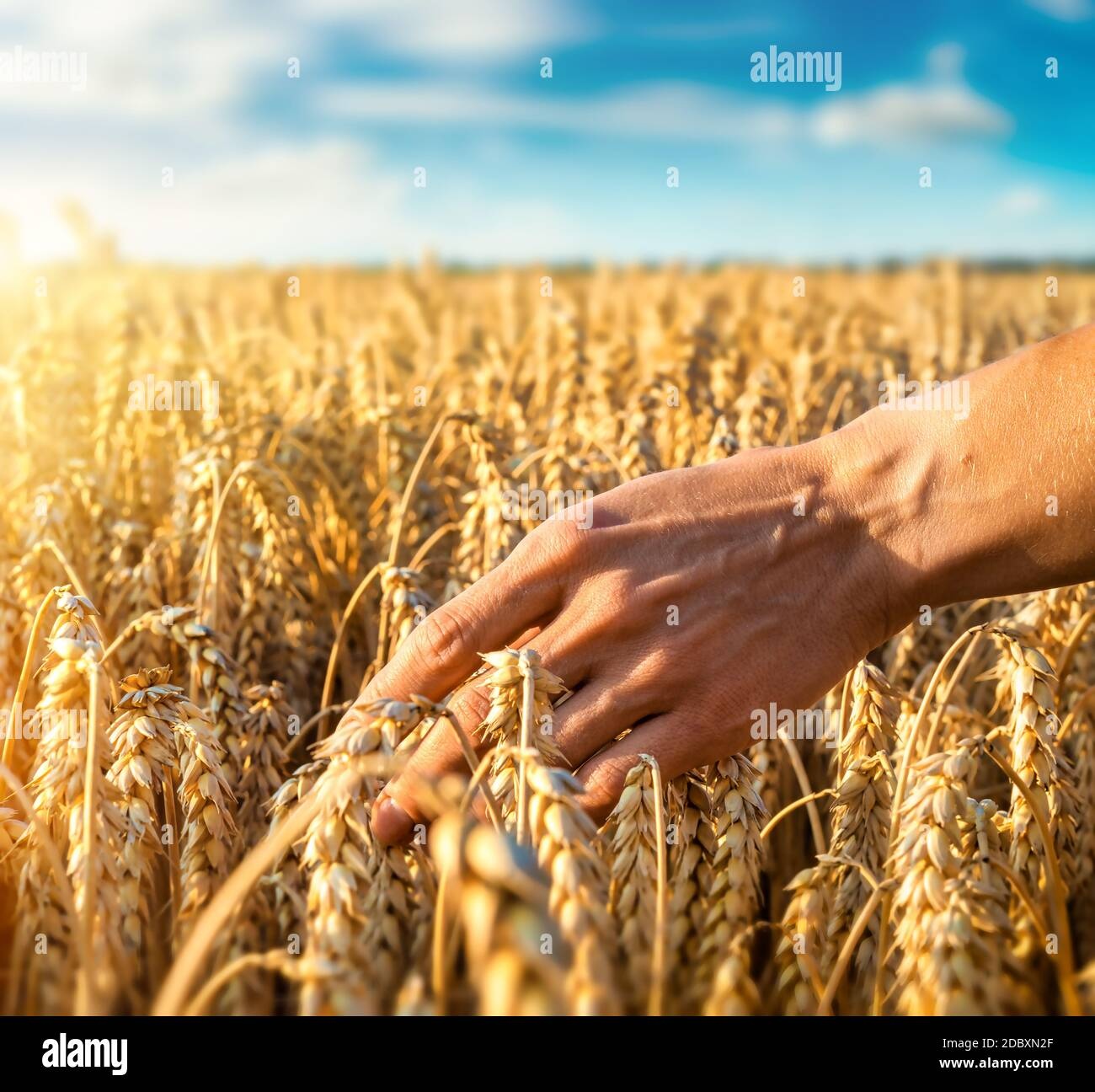 wheat field,harvest,farmer