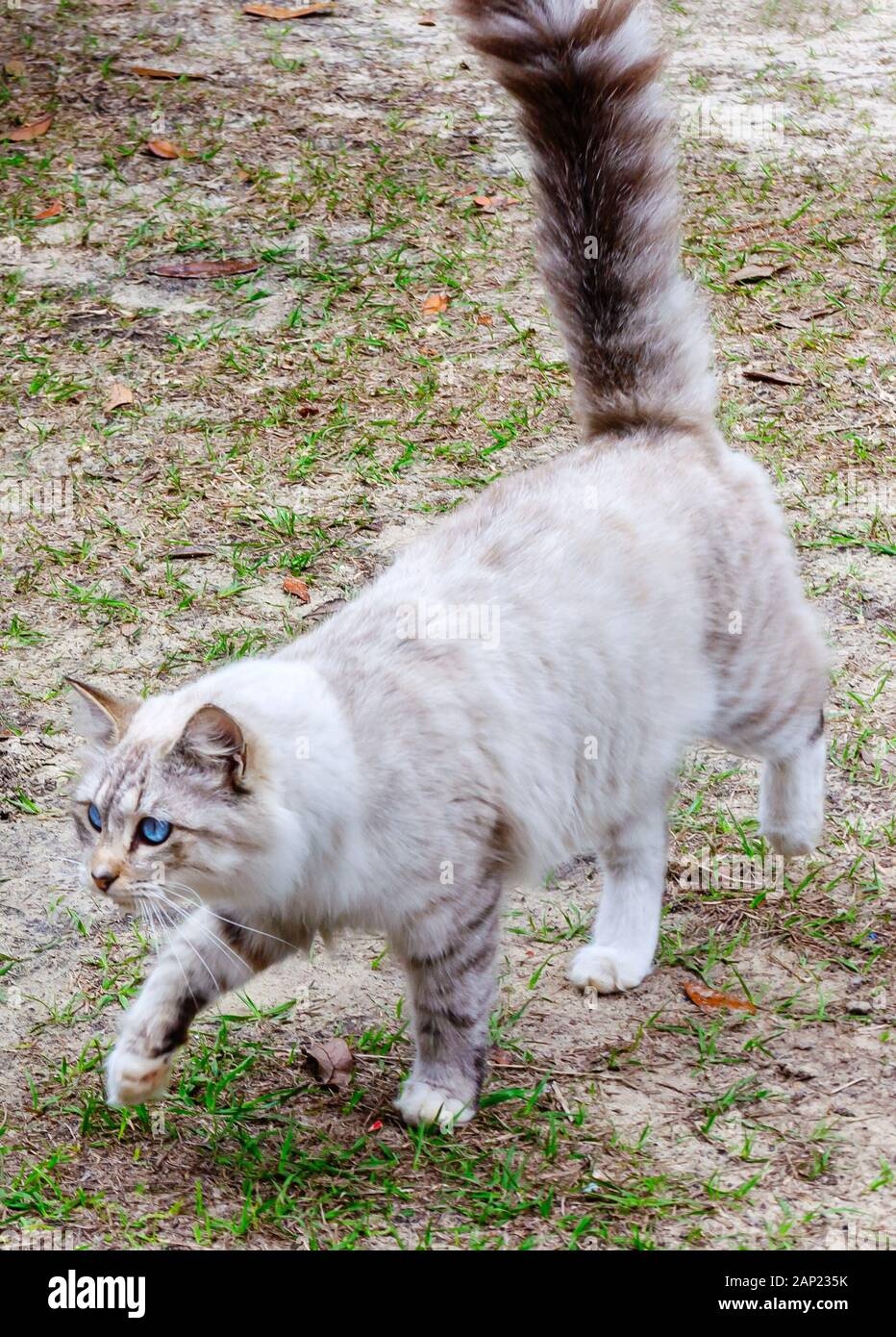 cat,tail,up,happy