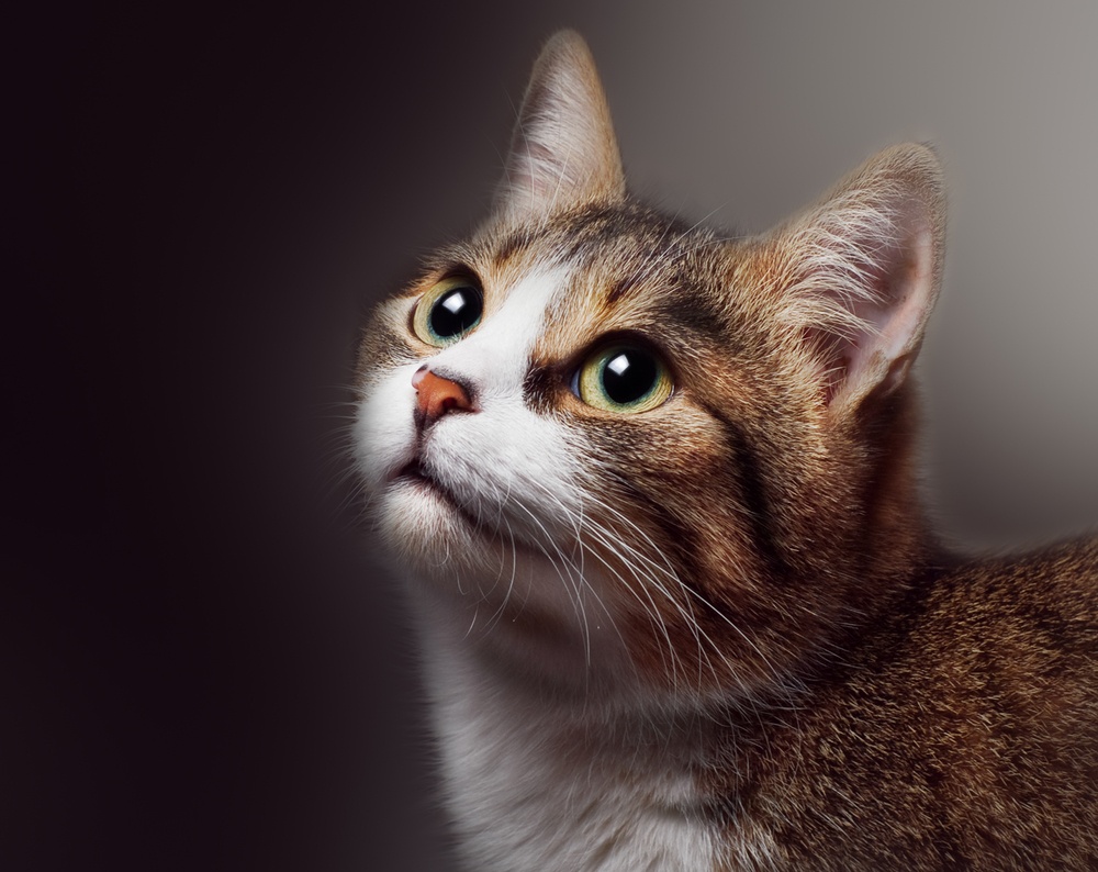 cat,ears,forward,alert