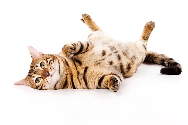cat,lying,belly,trust