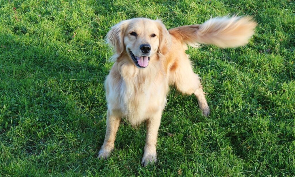 dog,tail,wagging,excitement