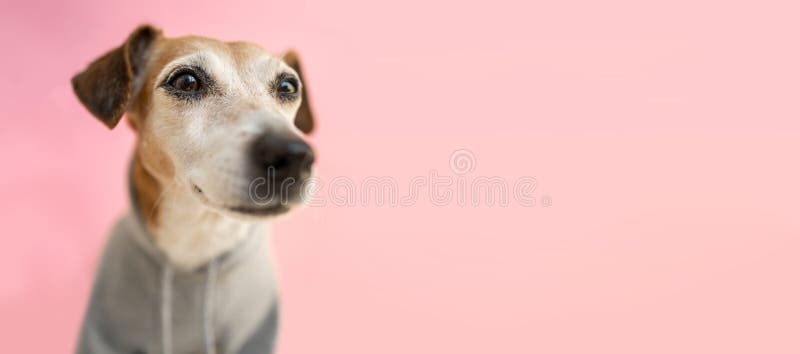 dog,face,happy,relaxed