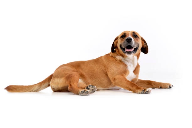 dog,lying,side,trust
