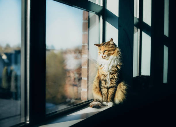 cat,sitting,looking,windows,sunshine
