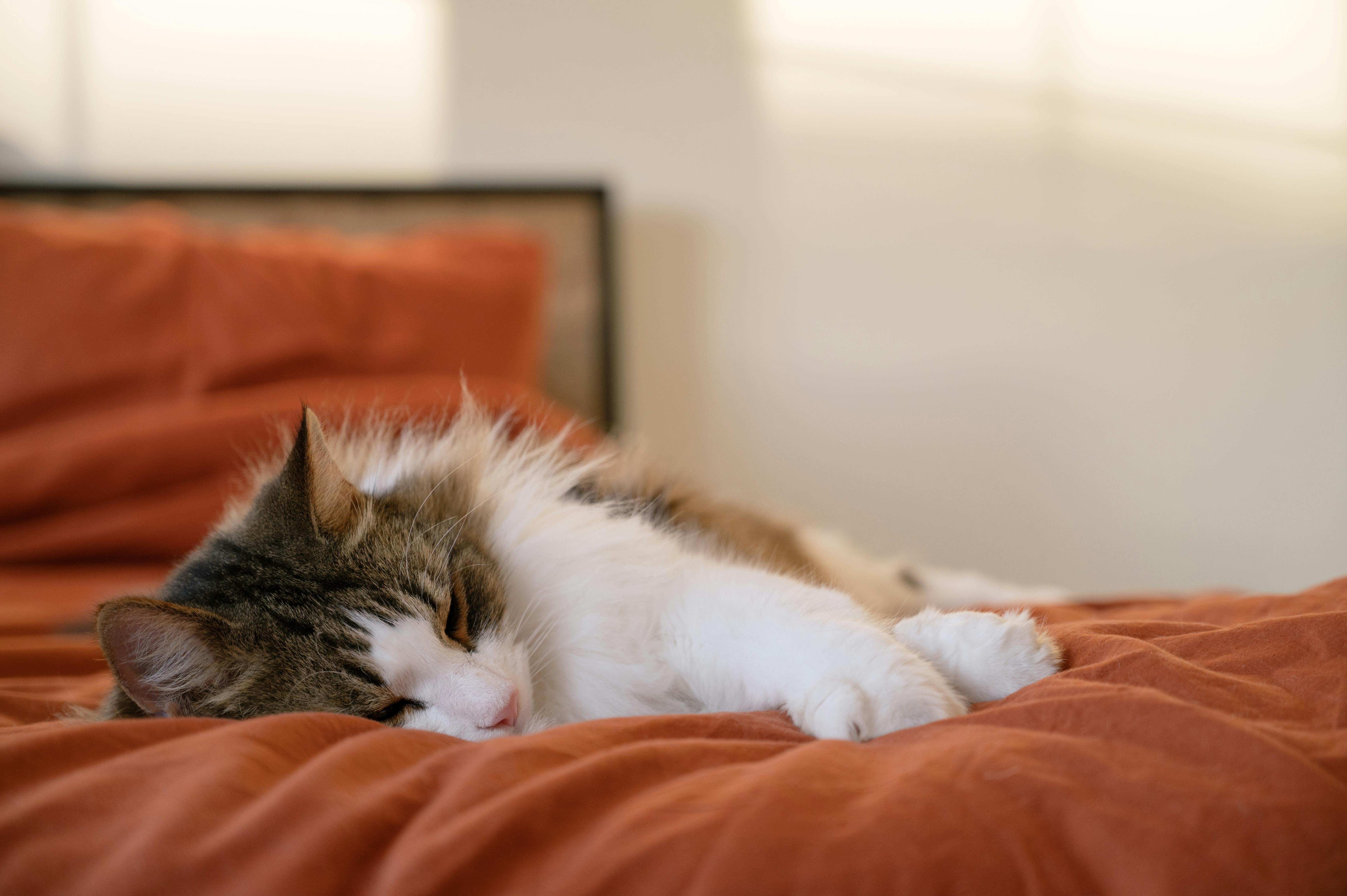 cat,sleeping,bed,soft,warm