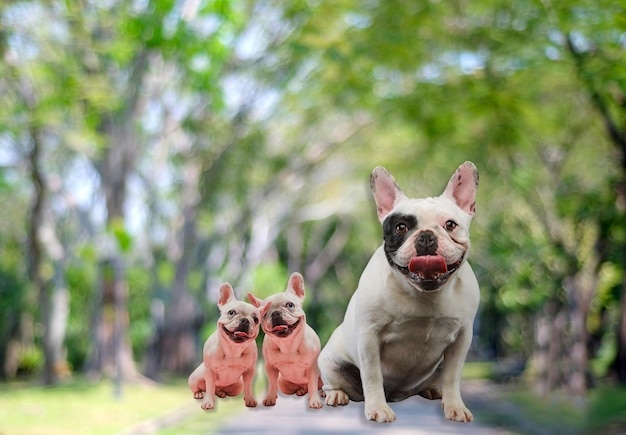 dog,french bulldog,happy,park