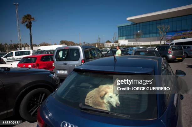 car,traffic,dog,frustrated,delivery