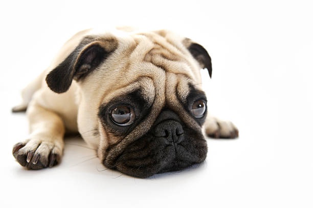 price,tag,dog,expensive,upset