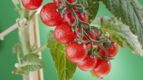 tomato plants, red fruit, green leaves