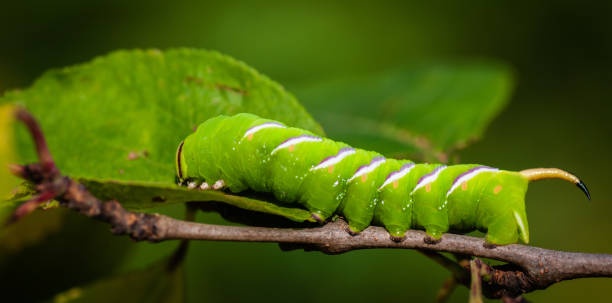 caterpillar, green, tomato leaf