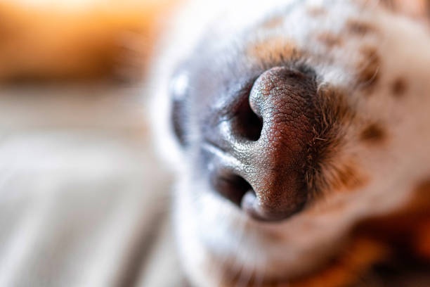 dog nose close up, showing nasal passages