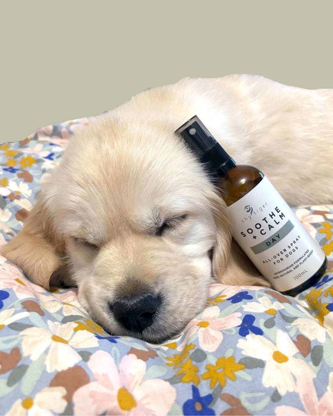 dog calming spray, bottle on hand