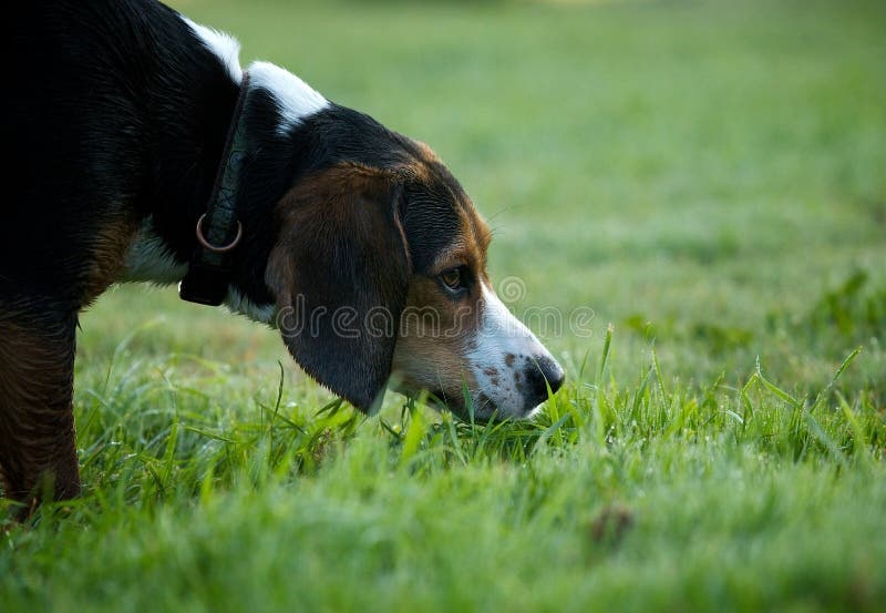 dog sniffing ground, looking playful