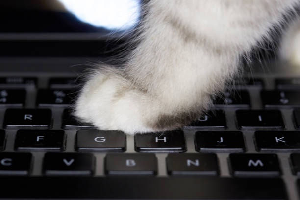 screen,laptop,cat-paw,close-up