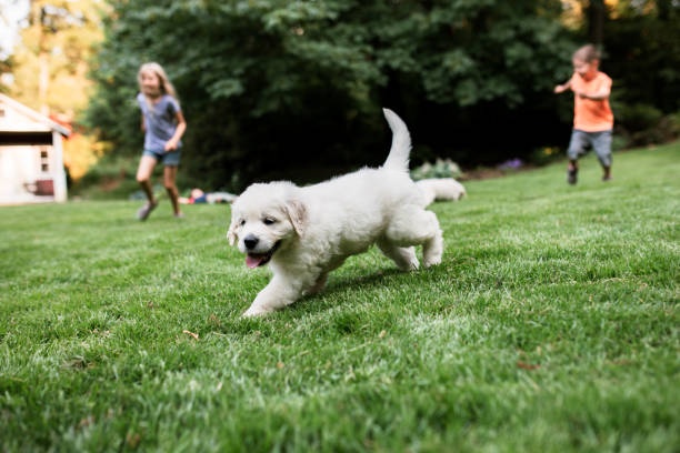 dog,golden retriever,playing,park,happy
