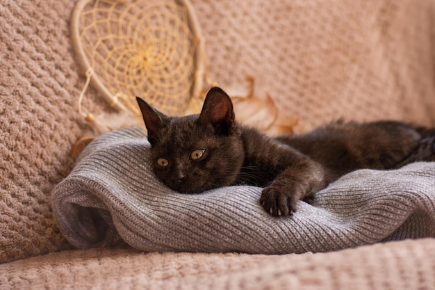 cat,sleeping,warm,blanket,cozy
