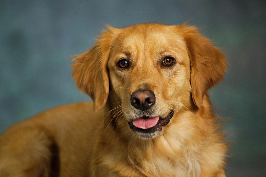 dog,portrait,goldenretriever,nature