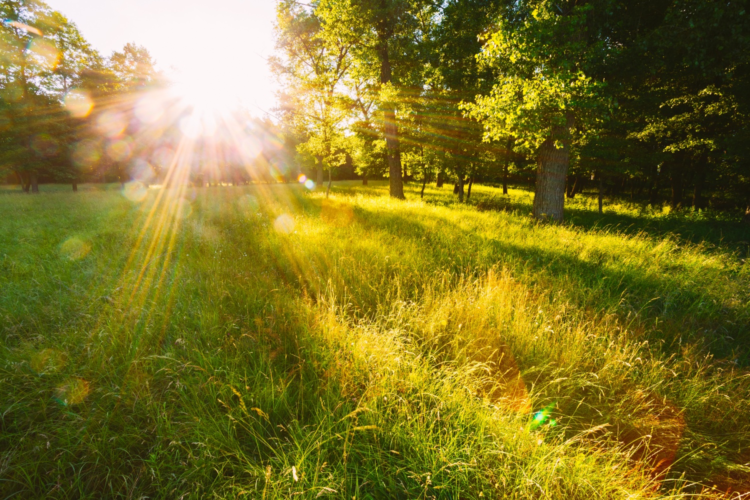 Sunlight through leaves, healthy, vitamin D