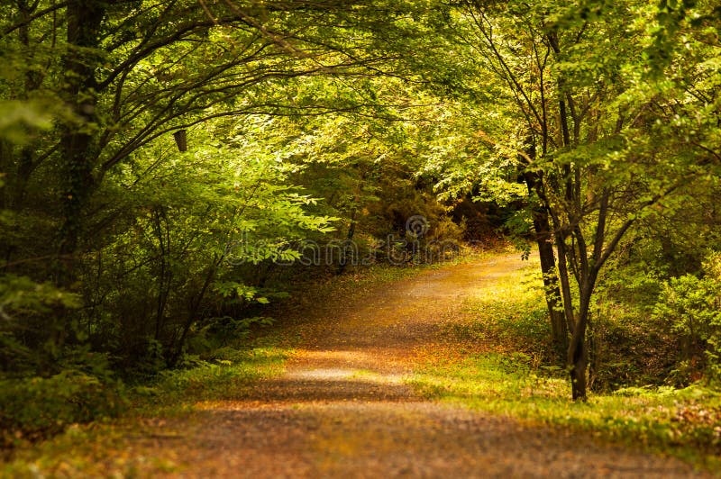 nature,forest,sunlight,trees,peaceful