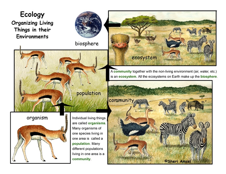 simulation,biology,ecosystem,population,dna