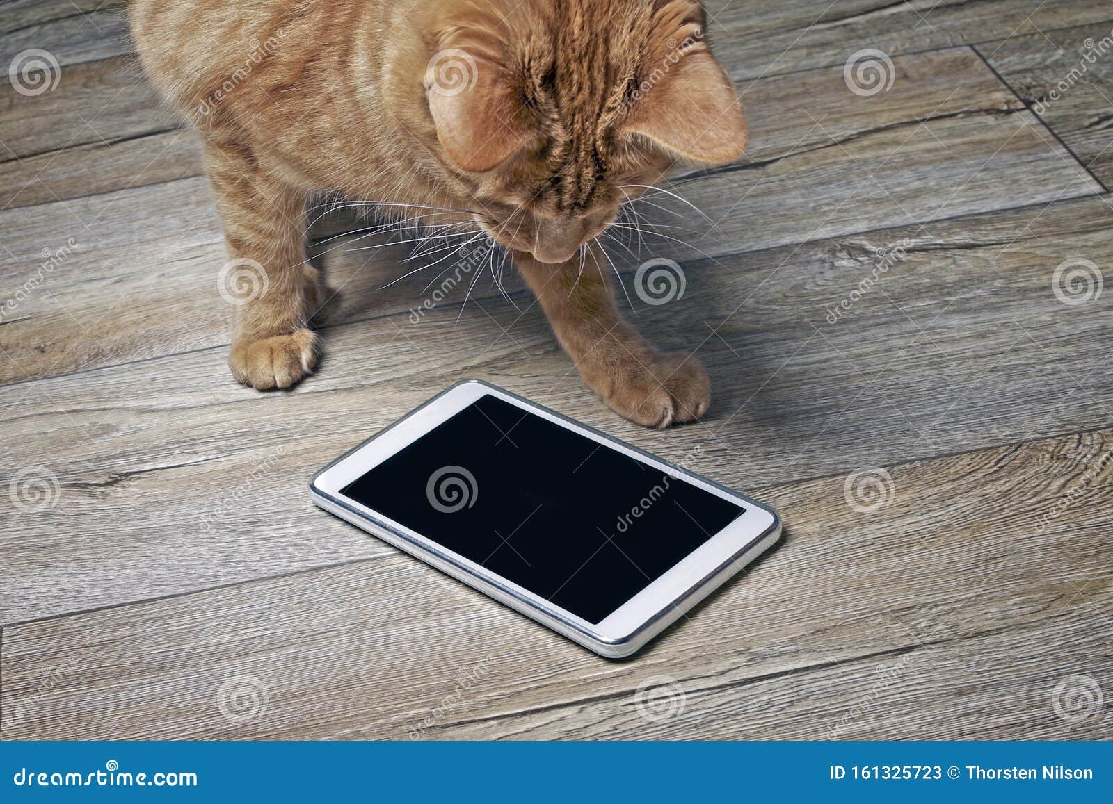 cat,phone,curious,funny