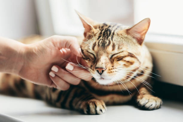 cat,happy,purring,owner