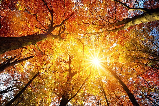 brain,relax,nature,tree,sunlight