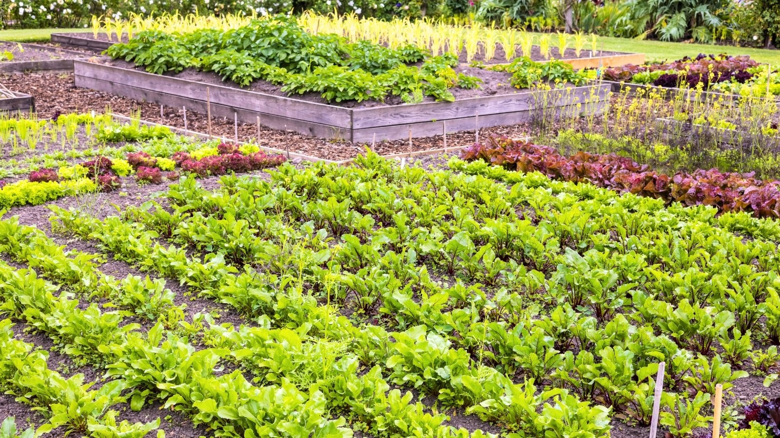 garden,sunny,vegetables,planning