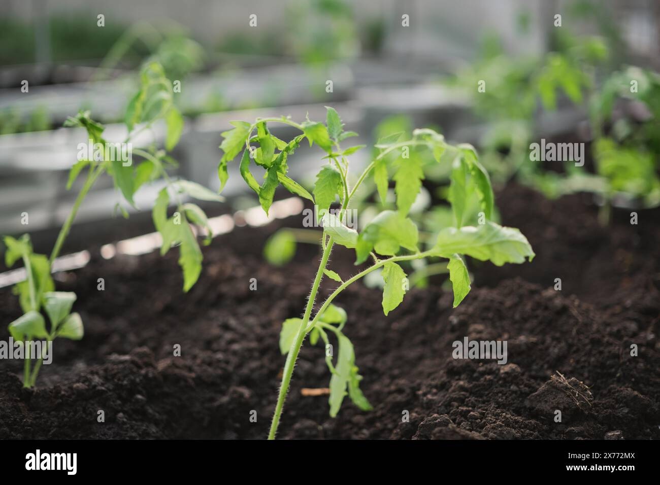 seedlings,tomato,cucumber,planting