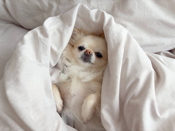 puppy,sleeping,cute,bed