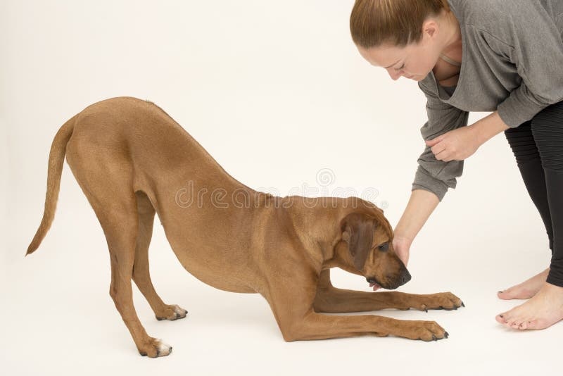 dog,puppy,trainer,obedience
